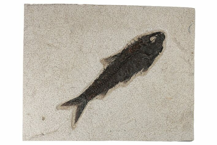 Fossil Fish (Knightia) - Green River Formation #189283